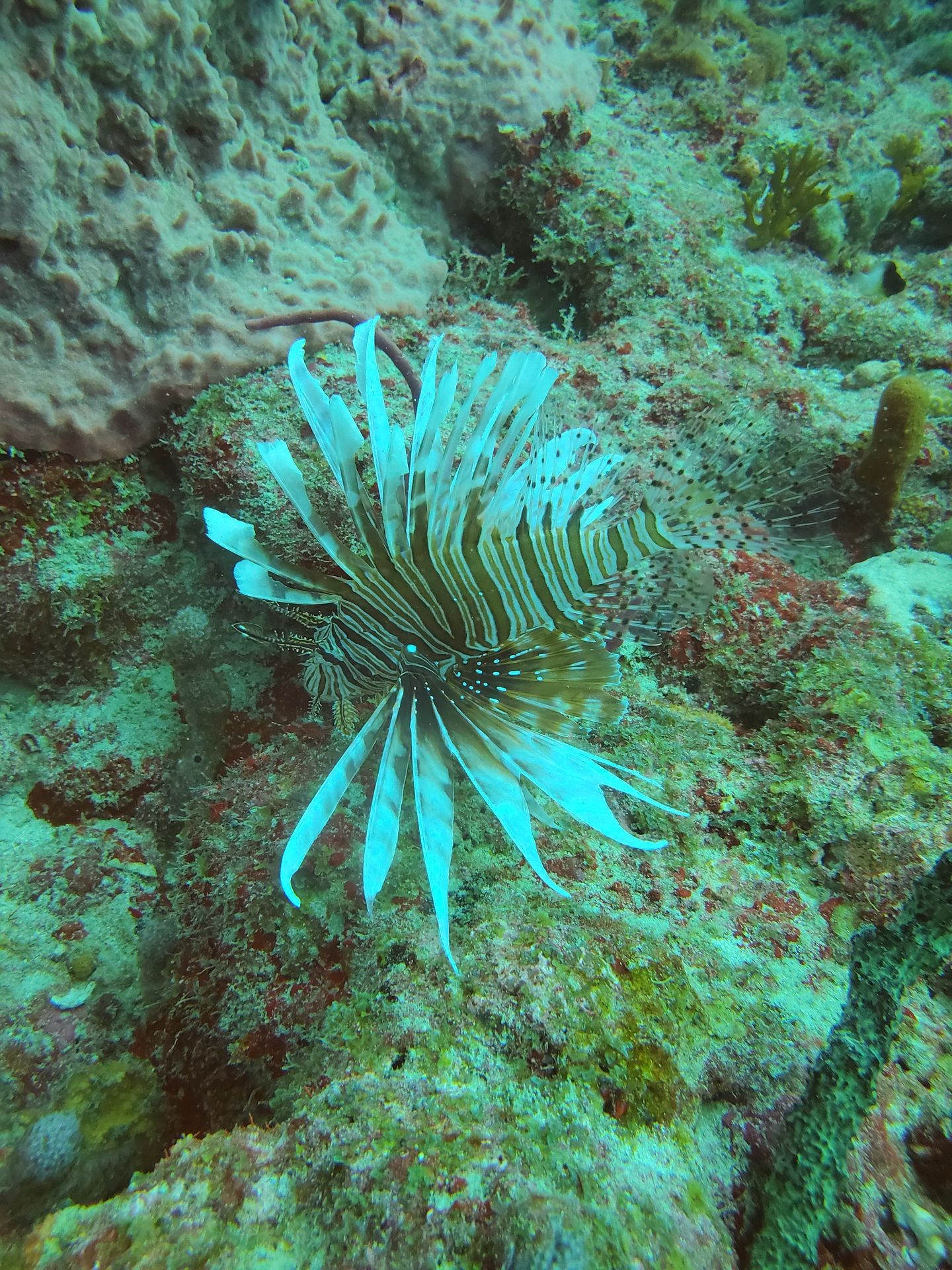 Lobster & Lion Fish Hunt 