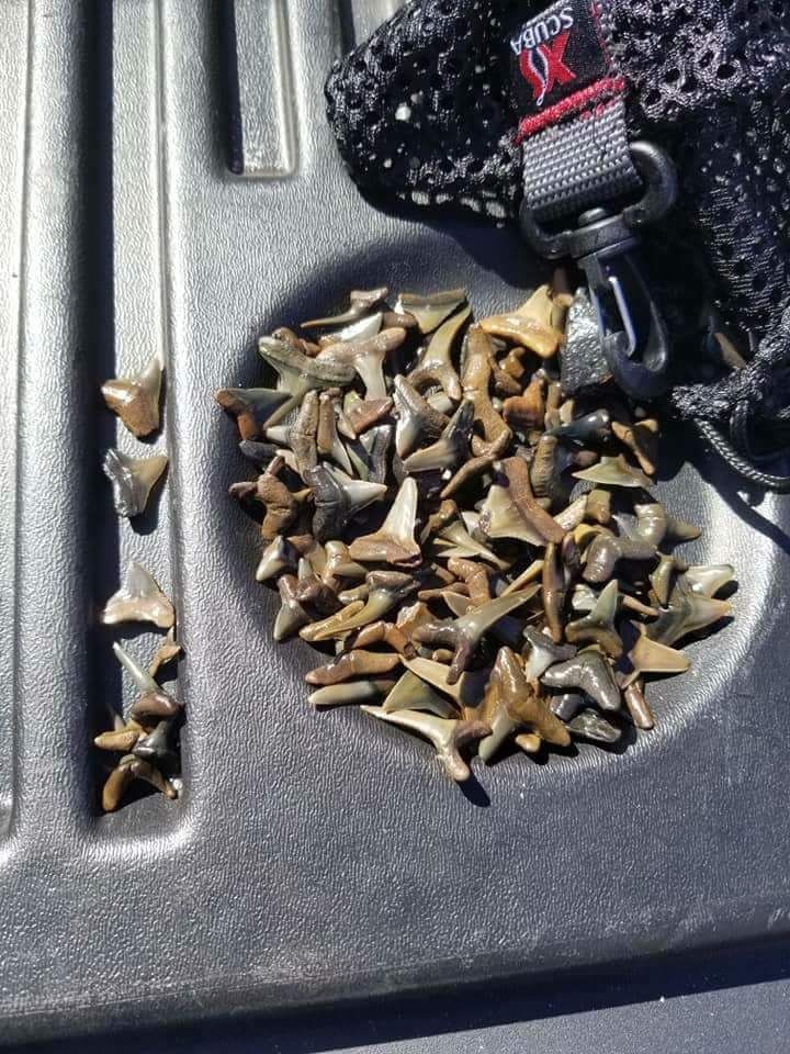 Small pile of fossilized shark teeth on a black surface next to a mesh scuba bag.