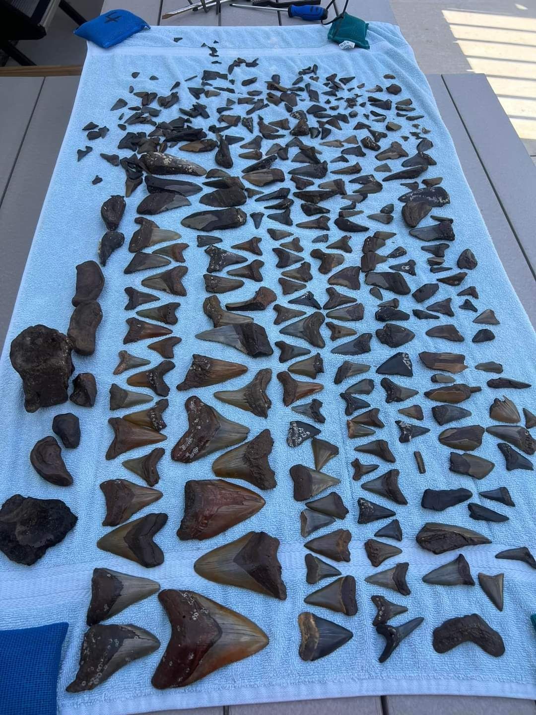 Shark Tooth Hunt showing a bunch of shark teeth that we found on our dive