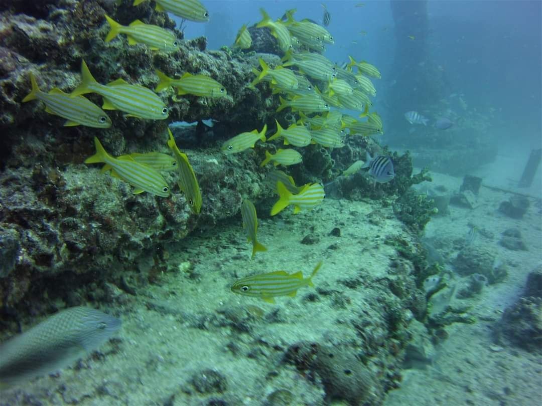 School of yellow-striped fish swimming near submerged rocks in a murky underwater environment.