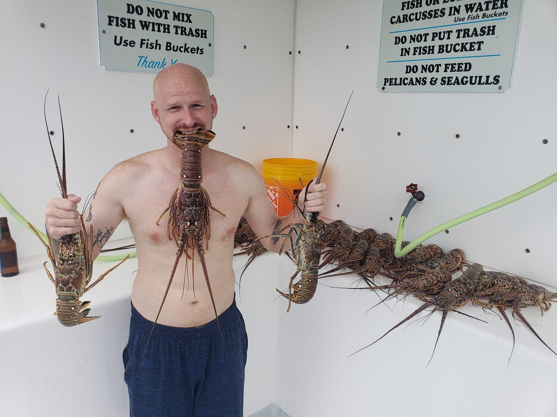 Person holding lobsters with a bucket and signs in the background.