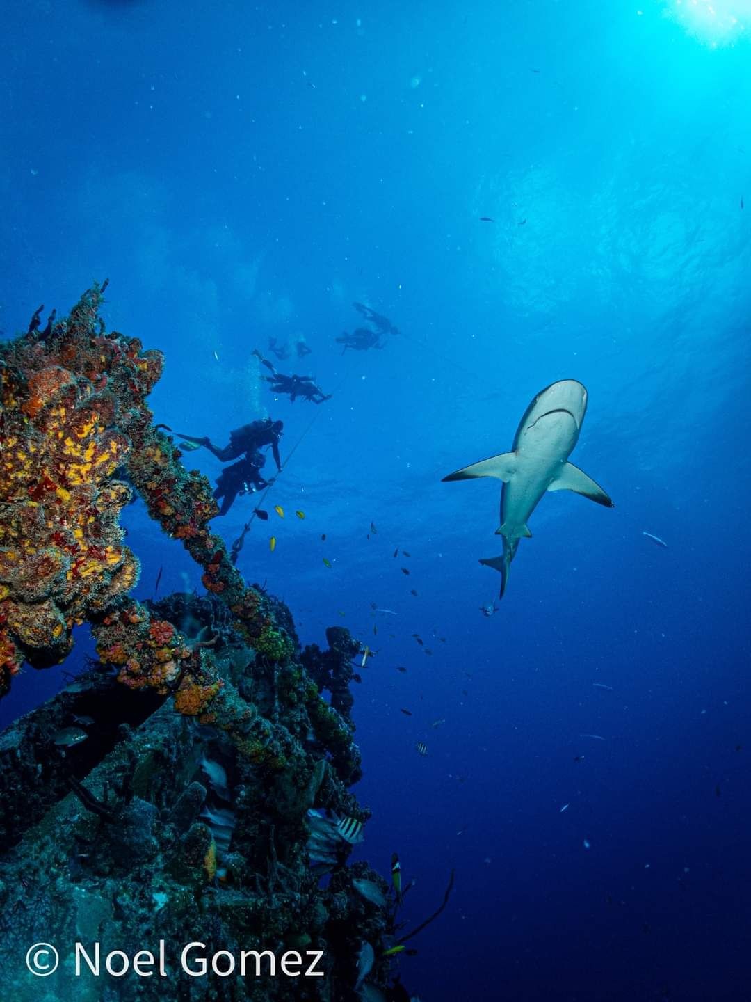 Underwater scene with a shark swimming near divers and a colorful coral reef.