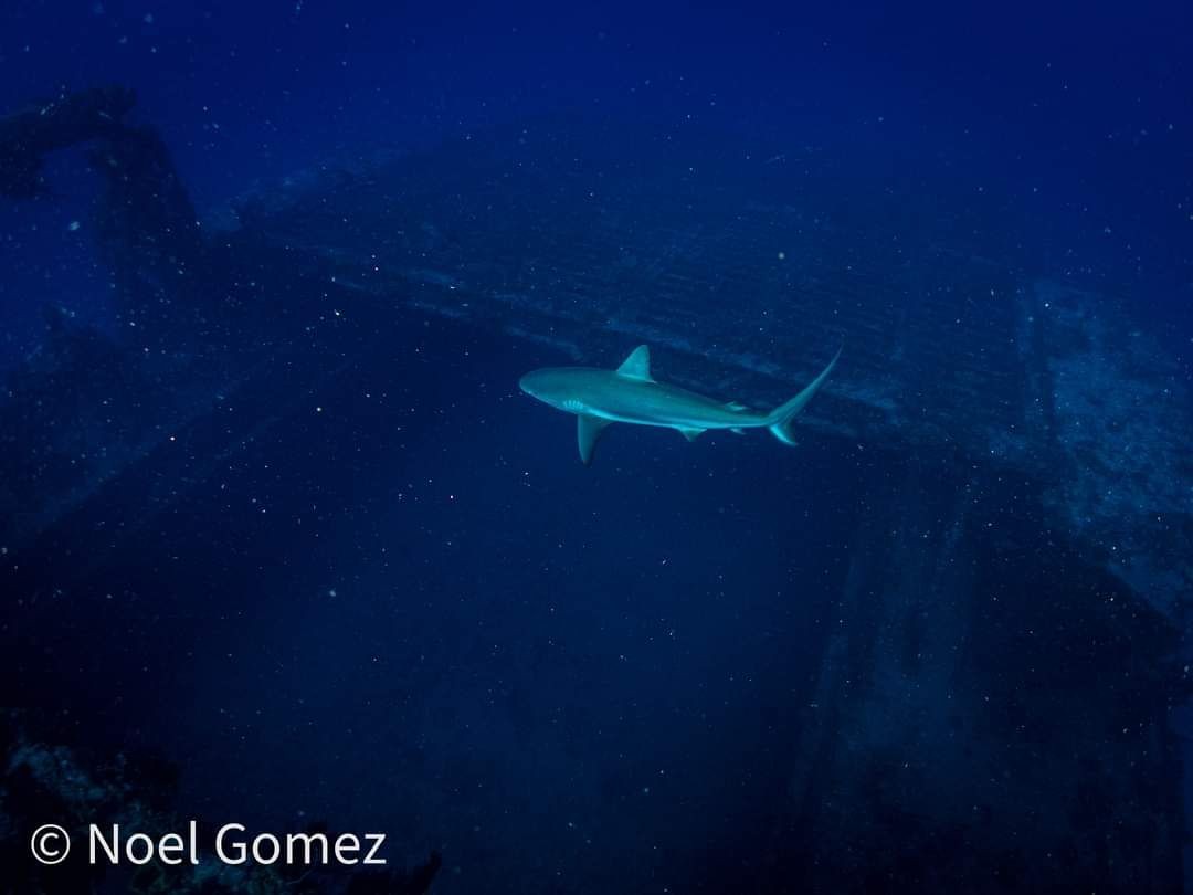 Shark swimming over a submerged shipwreck in deep blue ocean waters.