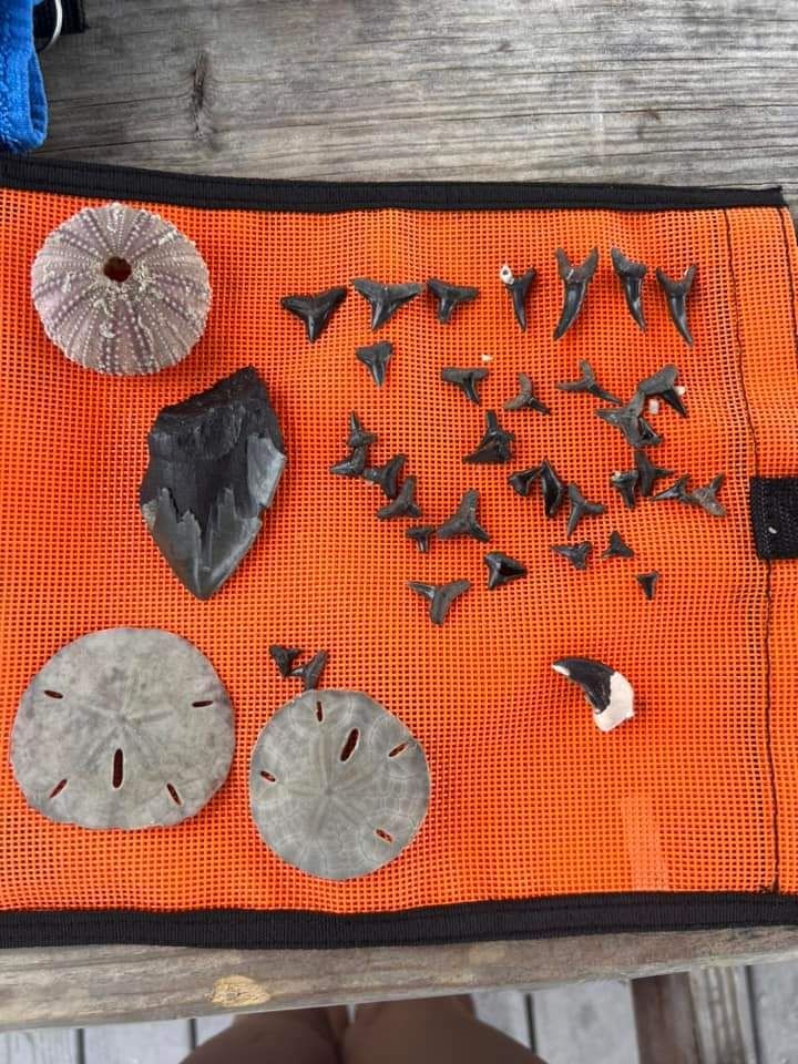 Collection of shark teeth and sand dollars on an orange mesh mat.