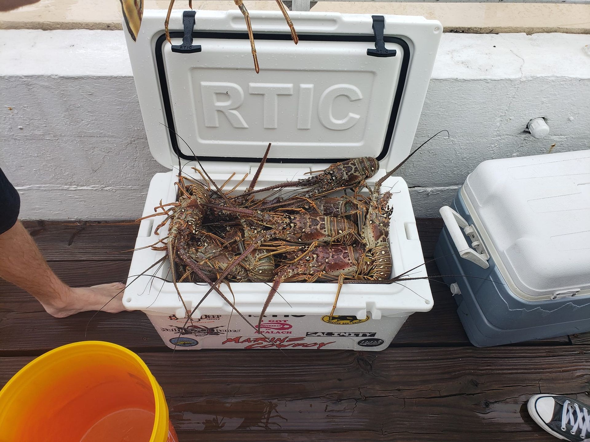 Cooler filled with several lobsters on a wooden deck beside a bucket and another cooler.